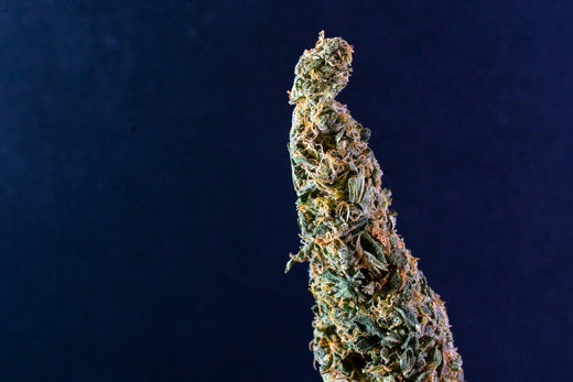 Image of Indicas and Sativas are different visually and can both have different amounts of THCA